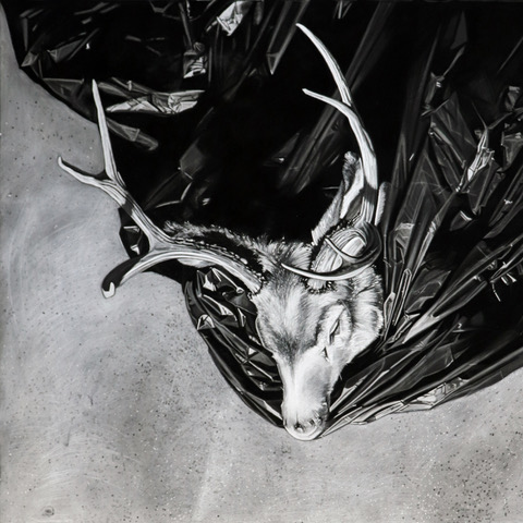black and white deer skull photograph